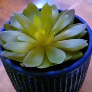 🇺🇲❤️🇺🇲❤️